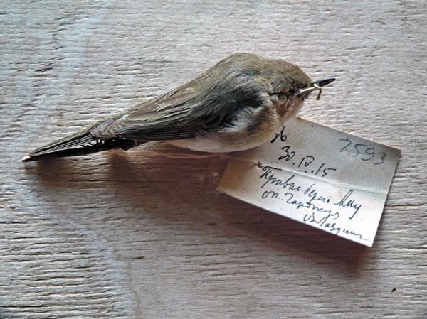 Пеночка-теньковка из сборов В.Я. Лаздина (Ташкент, фото автора)