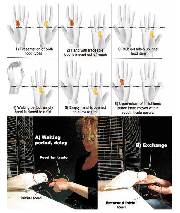Процедура обмена. В данном случае пекан меняют на кешью. Рисунок из дополнительных материалов к статье