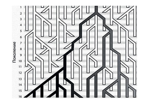 Откуда берутся митохондриальные Евы? Схема демонстрирует, каким образом в результате генетического дрейфа разнообразие мтДНК в популяции в конце концов приходит к одному-единственному варианту, носителем которого становятся все самки. Этот процесс стохастический, основанный на случайностях, но исход его неизбежен.