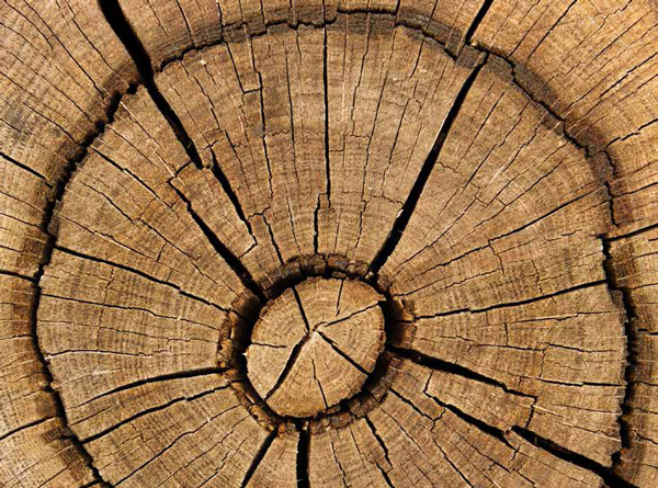 Фото Julia Sergeeva. Dreamstime.com