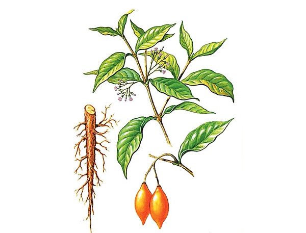 Для людей и мандрилов. \nИбога — вечнозеленый кустарник семейства кутровых произрастает в тропических лесах Западной Африки. Его корни содержат алкалоиды, в том числе ибогаин. В малых дозах снадобья из ибоги оказывают анестезирующее воздействие, в больших — вызывают галлюцинации. В качестве галлюциногена ибога используется в мистических ритуалах некоторых африканских племен, однако и животные не чужды игр с измененным сознанием. Например, ибогу поедают мандрилы