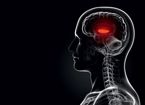 Почему уменьшается мозг