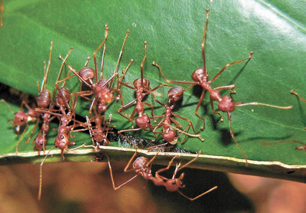 Склеивание листьев шелком, выделяемым личинкой