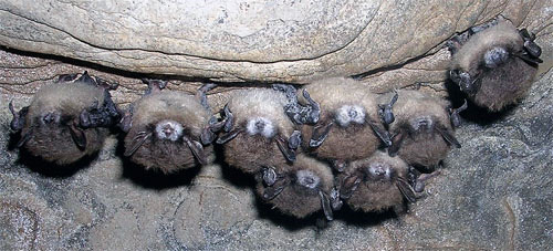 Летучие мыши, у которых во время спячки развилась «болезнь белого носа». Фото: Nancy Heaslip, NY Dept. of Environ. Conservation.