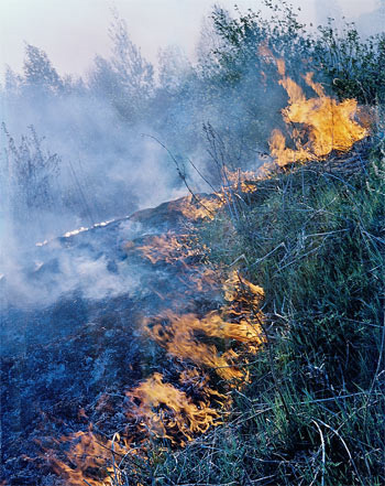 Конец мая 2011 года. Волоколамский район. Это пламя удалось потушить автору снимка. Но кустарник на поляне не восстановился и в следующем году.