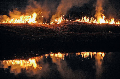 Горит, конечно, красиво. Но через несколько минут пламя подберётся к камышам, в которых гнездятся утки.