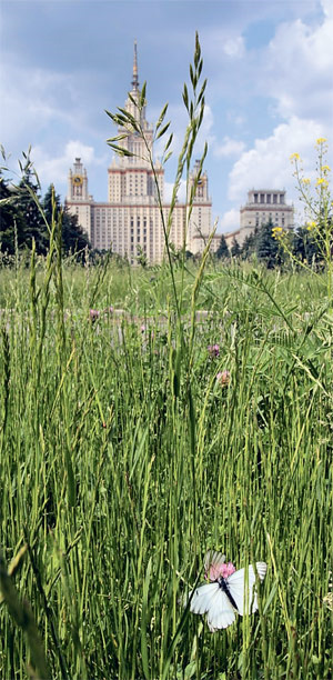 Здесь пока ещё не успели пройтись триммером.
