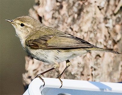 Пеночку-теньковку (Phylloscopus collybitа) проще всего распознать по пению. Эту птицу легко приманить воспроизведением записи её собственного голоса