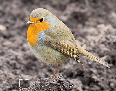 Многие птицы привыкли к человеку и часто селятся в садах рядом с жильём. Эта зарянка (Erithacus rubecula) не только искала пищу на вскопанной под зиму грядке, но даже садилась фотографу на плечо