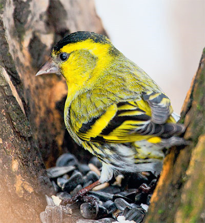 Зимой многие лесные птицы тянутся к жилью, рассчитывая на корм. Этот чиж (Carduelis spinus) нашёл оставленные человеком семечки в развилке ствола тополя в парке