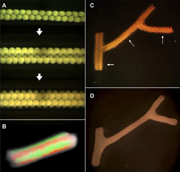 Кровеносный сосуд, полученный методом биопринтинга. На микрофотографиях показаны этапы формирования сосуда из клеточных сфероидов. При сращивании сфероидов объём ткани уменьшается, это важно учитывать при создании копии человеческого органа. Фото: habrastorage.org