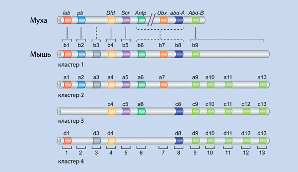 Чем мышь похожа на плодовую мушку? Гомеозисными генами. На схеме кластеров гомеозисных генов плодовой мушки Drosophila и мыши гены, обозначенные одинаковым цветом, имеют общее происхождение. Рисунок: Watson J. D., Baker T. A., Bell S. P., Gann A., Levine M., Losick R. (2013). Molecular Biology of the Gene (7th Edition), 765.