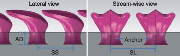Чешуйки прочно «заякорены» в толще кожи