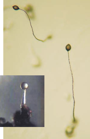Плодовые тела миксобактерии Myxococcus stipitatus (слева) и слизевика Dictyostelium discoideum (справа)