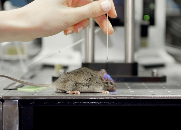 Научный сотрудник Лаборатории фотоники и нелинейной спектроскопии физфака МГУ Любовь Амитонова демонстрирует световод, разработанный для оптогенетических исследований