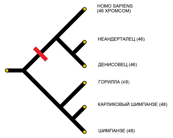 На схеме показано идущее от общего предка родословное древо сапиенсов, денисовцев и неандертальцев, а также человекообразных обезьян. Красным показан порог, после которого из 24 пар обезьяньих хромосом после слияния получилось 23 пары человеческих