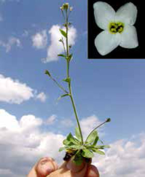 Модель растения