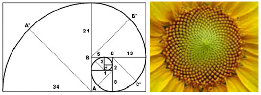 Модель растения