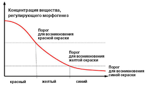 Модель растения