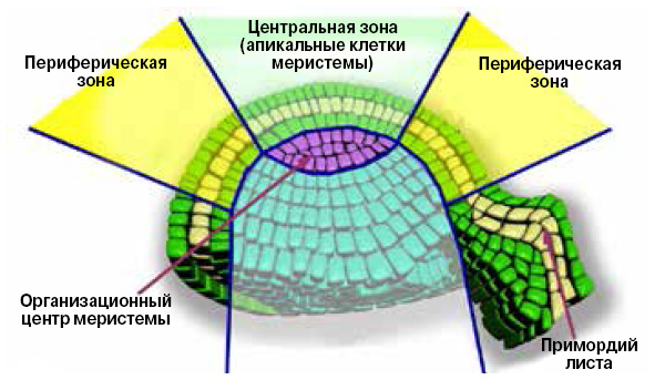 Модель растения