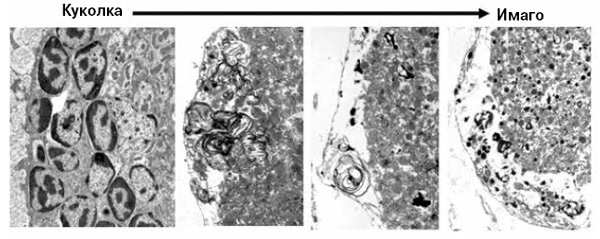 <b>Рис. 10.</b> Лизис тел нейронов головного мозга у <i>M. mymaripenne</i> на стадии куколки