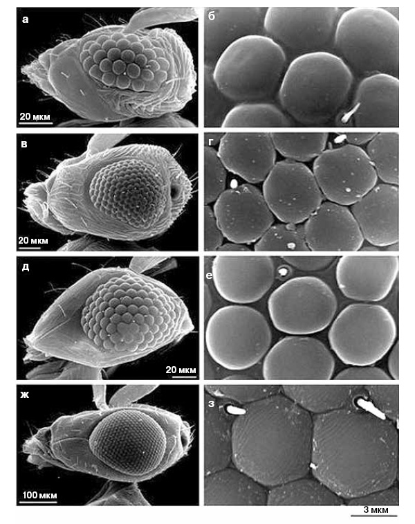 <b>Рис. 8.</b> Глаза перепончатокрылых насекомых, от мельчайших (<i>наверху</i>) до относительно крупных (<i>внизу</i>): <b>а</b>, <b>б</b> — <i>Megaphragma mymaripenne</i>; <b>в</b>, <b>г</b> — <i>Trichogramma evanescence</i>; <b>д</b>, <b>е</b> — <i>Anaphes flavipes</i>; <b>ж</b>, <b>з</b> — <i>Hemiptarsenus sp.</i> При миниатюризации уменьшается не размер фасеток, а их количество