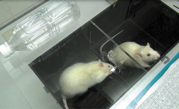 <b>Рис. 2.</b> Крыса из сухого отсека впускает мокрую соседку. Фото с сайта news.sciencemag.org