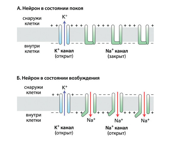 Состояния покоя и возбуждения нейрона определяются разницей в концентрации положительных ионов K<sup>+</sup> и Na<sup>+</sup> внутри клетки и за её пределами. В состоянии покоя положительные ионы K<sup>+</sup> эффективно выводятся из нейрона за счёт диффузии (<b>А</b>). По этой причине клетка приобретает отрицательный заряд. В нейронах имеются натриевые каналы, способные активно закачивать положительные ионы Na<sup>+</sup> внутрь клетки. В состоянии покоя они закрыты. Однако при возбуждении клетки эти каналы открываются, происходит интенсивное поступление положительных ионов Na<sup>+</sup> внутрь и клетка становится положительно заряженной (<b>Б</b>). В таком состоянии нейрон является возбуждённым и готов передать своё состояние другим нейронам сети. В них в ответ произойдёт аналогичная смена заряда. Достаточно быстро приобретённый положительный заряд утрачивается, и клетки готовы провести очередной нервный импульс. Все эти события происходят в течение тысячных долей секунды. Иллюстрация: Lodish Harvey, Berk Arnold, Matsudaira Paul et al. Molecular Cell Biology, 5ed., 2004