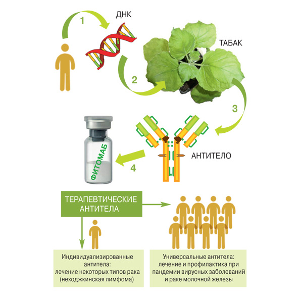 Новая жизнь табака как источника антител и вакцин. Гены, кодирующие антитела человека (<b>1</b>), вводят в клетки растения табака (<b>2</b>), где в течение 10–14 дней синтезируются терапевтические антитела (<b>3</b>), которые затем выделяют из растительного материала (<b>4</b>)
