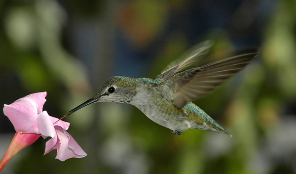 Самка колибри Анны кормится на цветке мандевиллы
