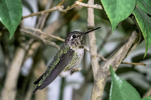 Линяющий самец колибри Анны отдыхает в кусте камелии в полуденную жару