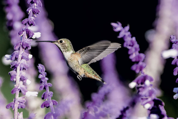 Самка охристого колибри подкрепляется на цветках бархатного шалфея