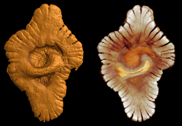Загадочные колониальные или многоклеточные организмы возрастом 2,1 миллиарда лет, найденные палеонтологами в Габоне. Длина образцов достигает 12 сантиметров (El Albani et al., 2010)