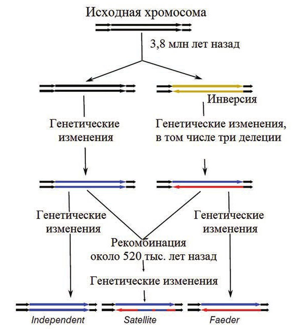 <b>Рис. 2.</b> Предполагаемая эволюционная история аллелей, определившая систему спаривания турухтанов (Lamichhaney et al., 2015)