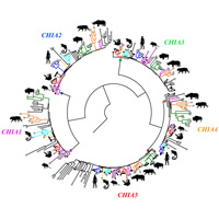 Филогенетическое дерево вариантов гена кислой хитиназы млекопитающих