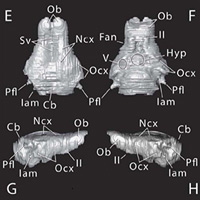 Соотношение отделов мозга у млекопитающих, птиц и рептилий. Коричневым цветом показаны полушария переднего мозга и обонятельные луковицы, оранжевым — средний мозг, серым — мозжечок. Рисунок из синопсиса к обсуждаемой статье в Science (R. Glenn Northcutt. Evolving Large and Complex Brains)
