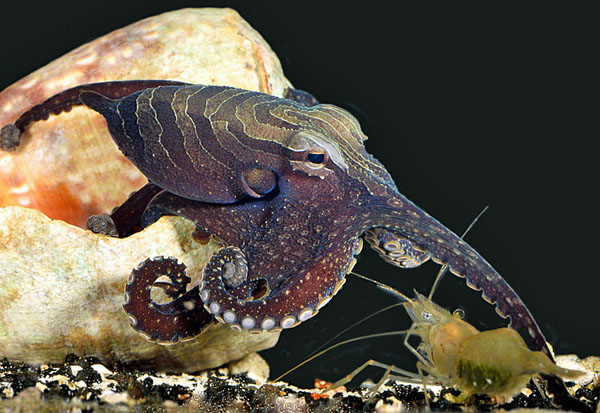 Осьминог медленно тянет щупальце к креветке (изображение: sciencemag.org) («Троицкий вариант» №3(197), 9 февраля 2016 года)