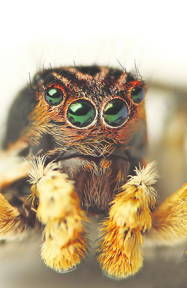 Aelurillus v-insignitus из Венгрии. Фото Lukas Jonaitis из Википедии («Троицкий вариант» №4(198), 23 февраля 2016 года)