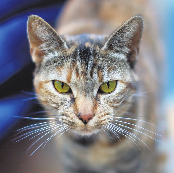 Чем не паук? Фото Mark J. Sebastian («Троицкий вариант» №4(198), 23 февраля 2016 года)