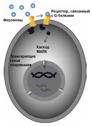 <b>Рис. 5.</b> Схема сигнализации при спаривании у аскомицетных дрожжей