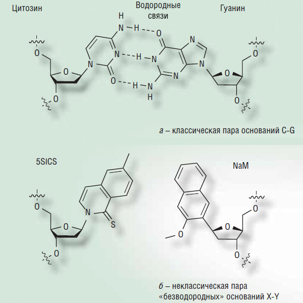Две цепи нашей ДНК, состоящие из сахарофосфатного остова с присоединенными к нему азотистыми основаниями («Наука из первых рук» №1(61), 2016)