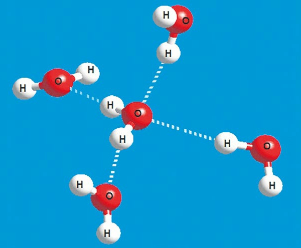 Молекула воды создает четыре водородные связи с другими молекулами. Две связи создает кислород и по одной — атомы водорода. Изображение: А. Калиничев