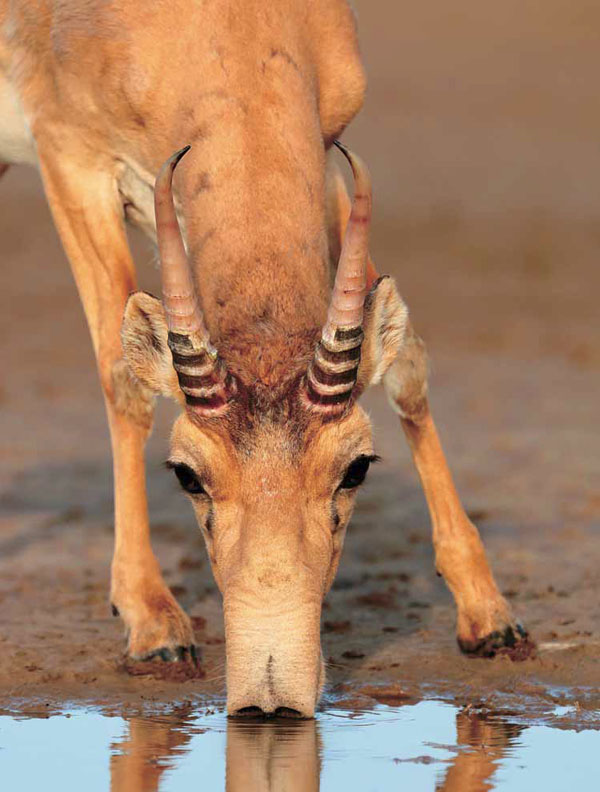 Сайгак («Наука из первых рук» №3(63), 2015)