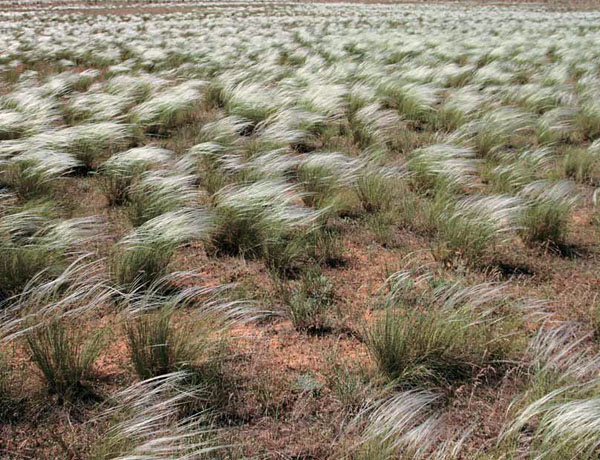 Зачем степи артезианы? («Наука из первых рук» №3(63), 2015)