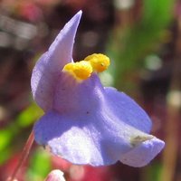 Цветок Utricularia biceps