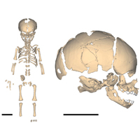 Реконструкция скелета новорожденного неандертальца из пещеры Мезмайская. Длина масштабной линейки 5 см. Рис. из обсуждаемой статьи в PNAS