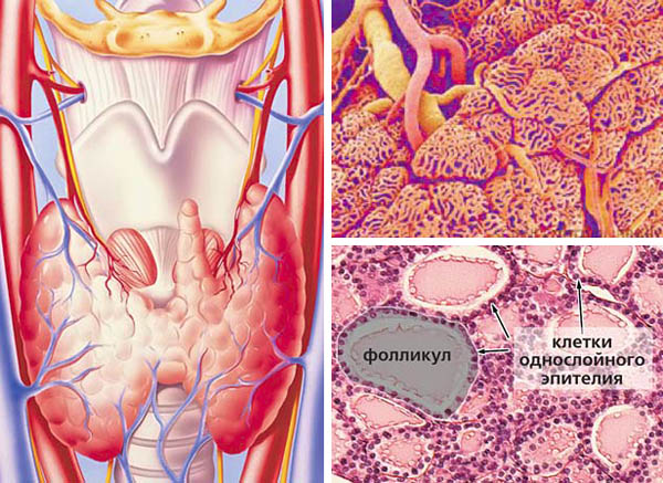 Анатомическое расположение щитовидной железы человека и микрофотографии ее структурной организации («Природа» №2, 2015)