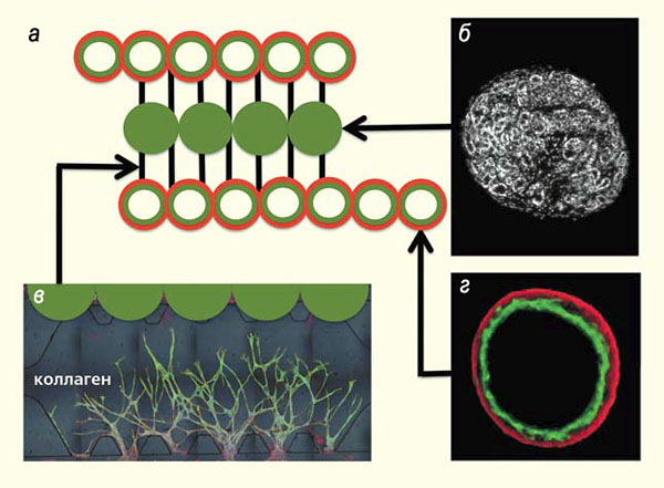 Схема биопечати органной конструкции щитовидной железы («Природа» №2, 2015)