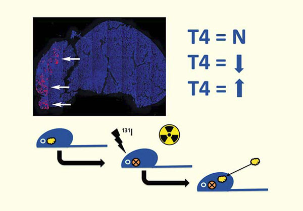 Схема эксперимента по оценке функциональности напечатанной органной конструкции щитовидной железы («Природа» №2, 2015)