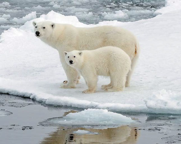 Медведица с медвежонком на льду недалеко от о. Геральд. Фото Д. В. Черныха («Природа» №4, 2015)